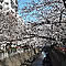 MIKESAKURA