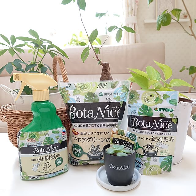 Overview,観葉植物,多肉植物,植物のある暮らし,虫対策,BotaNice,モニター当選ありがとうございます♡,RC運営の皆様ありがとうございます♡,プロトリーフさまありがとうございます♡,ハイポネックスさまありがとうございます♡,アース製薬さまありがとうございます♡,モニターお付き合いよろしくお願いします♡,カポック,がじゅまるの木,ポトス,ウンベラータ,いつも見て頂きありがとうございます♡,いいね、フォロー本当に感謝です♡,フォロワーの皆様に感謝です♫,温かいコメントありがとうございます♡,皆さんの優しさに感謝です☆*。,素敵な出会いに感謝◡̈*♡.°⑅,十分にご訪問出来てなくごめんなさい,ご訪問が遅くなりごめんなさいm(__)m,後程ゆっくりご訪問します(❁ᴗ͈ˬᴗ͈),今月もよろしくお願いします◡̈*♡ fleur-mamanの部屋