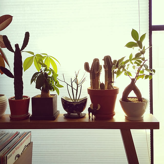 Lounge,無印良品,ベンチ,観葉植物 chiroの部屋