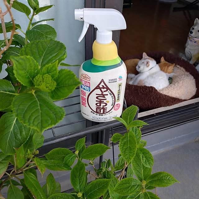 Entrance,花,ベランダ,ガーデニング,マンション,ベランダガーデン,鉢植え,春,紫陽花,ねこのいる風景,ねこのいる日常,マンションベランダ,ガクアジサイ,マンション暮らし,害虫対策,七段花,アースガーデン,シチダンカ,やさお酢,複数投稿,新生活応援ガイド2026,モニター投稿 NOAHの部屋