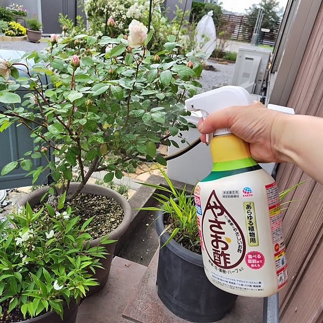 Entrance,ガーデニング,害虫対策,アースガーデン,ロハピ,やさお酢,やさお酢&ロハピのモニター,新生活応援ガイド2026,花のある暮らし,害虫予防,植物のある暮らし,バラ mutsuの部屋