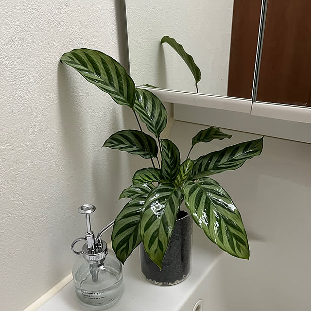 観葉植物のある暮らし,ミリオンA,3COINS,カラテア,ダイソー,春の模様替え,竹炭,Bathroom nachiの部屋