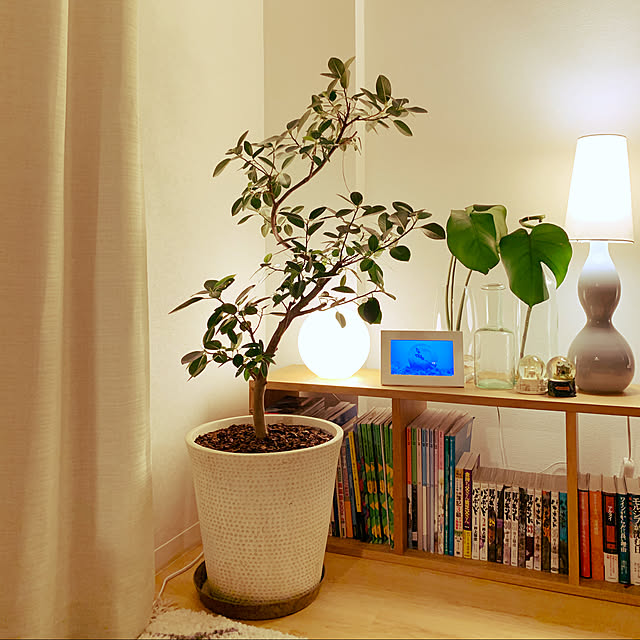 シンボルツリー,フランスゴムの木,スタッキングシェルフ無印良品,観葉植物,照明,本棚のある暮らし,無印良品,インテリア,間接照明,癒し,マイルーム,2人暮らし,IKEA 照明,水耕栽培,フラワーベース,モンステラ,Lounge otkyunnの部屋