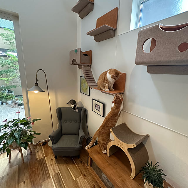 Lounge,アート,カインズ　爪研ぎ段ボール,インテリア,中庭,キャットウォーク,LIXIL,保護猫,IKEAの椅子,猫と暮らす,観葉植物のある暮らし,見ていただきありがとうございます♡,Living Deli,にゃんぺき,ちばわん lemonadeの部屋