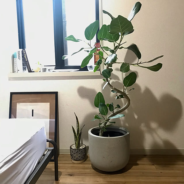 ゴムの木,ベンガレンシス,シンボルツリー,1K 一人暮らし,六畳,狭い部屋,1K 部屋作り,賃貸暮らし,六畳の部屋,ひとり暮らし,1K6畳,ひとりぐらし,ひとり暮らし 1K,植物のある暮らし,Lounge hitori_gurashi_の部屋