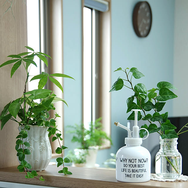 My Shelf,セリア,霧吹き,水挿しアイビー,観葉植物の寄せ植え,三連窓,縦窓,北欧ナチュラル,グリーンのある暮らし,アクセントクロス,水色の壁 Shooowkoの部屋