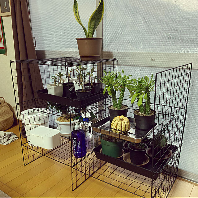 ワイヤーネットDIY,植物,100均,手作り棚,古い家,実生アデニウム,Lounge kuromiの部屋