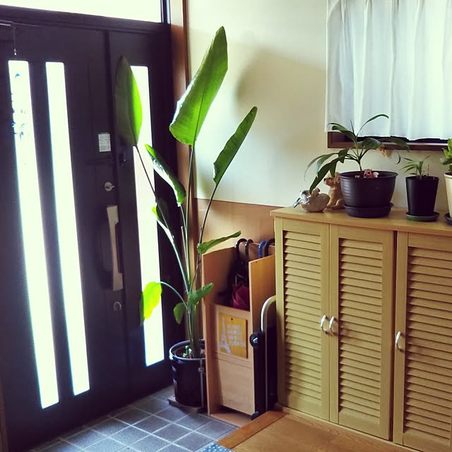 On Walls,観葉植物のある暮らし,癒し,植物のある暮らし,観葉植物,オーガスタ Tirorinの部屋