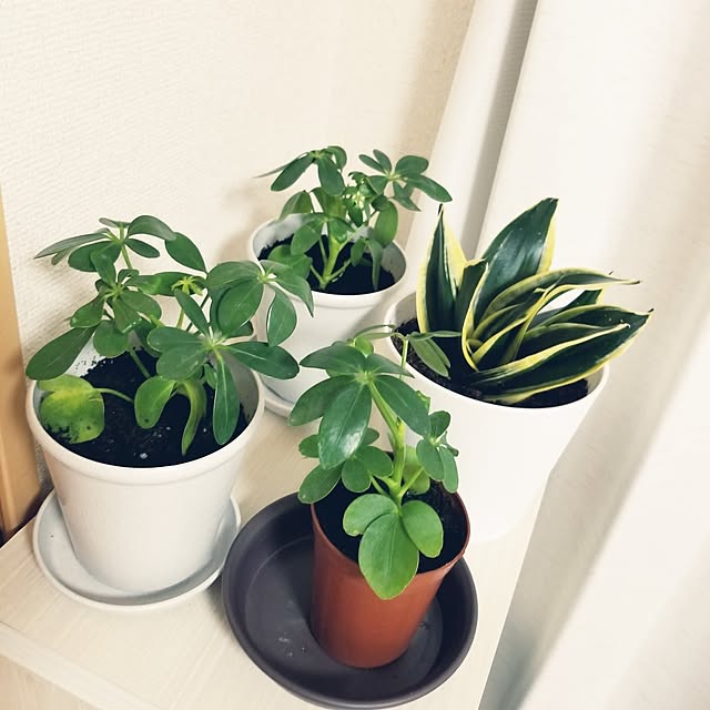 Lounge,一人暮らし,かわいこちゃんたち,ナチュラル,Daiso,観葉植物,グリーン mikiroyの部屋