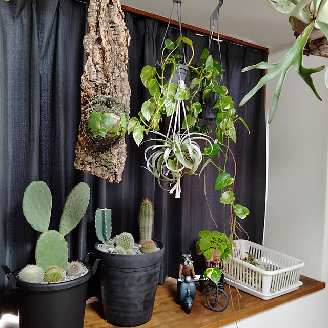 My Shelf,植物,ビカクシダ,コウモリラン,インスタやってます！,いいね&フォローありがとうございます☆,カフェ風インテリア,サボテン,熱帯植物,キセログラフィカ,ポトス brooklynの部屋