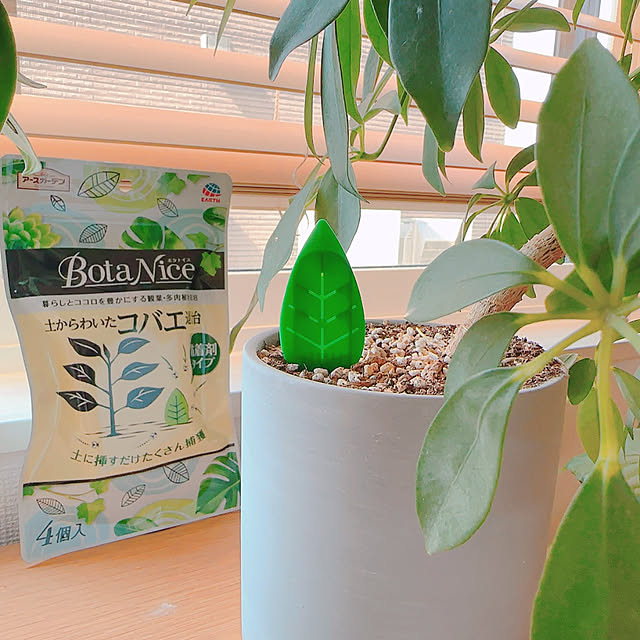 My Shelf,観葉植物,北欧,多肉植物,ナチュラルインテリア,観葉植物のある部屋,植物のある暮らし,虫対策,観葉植物のある暮らし,BotaNice,アース製薬,快適な暮らし,マモルーム macaの部屋