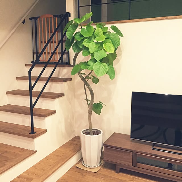 Lounge,ウンベラータ rinaaaa_1125の部屋