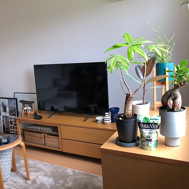 My Shelf,観葉植物,多肉植物,賃貸アパート,植物のある暮らし,虫対策,BotaNice,無印良品,マリメッコ,IKEA eriの部屋