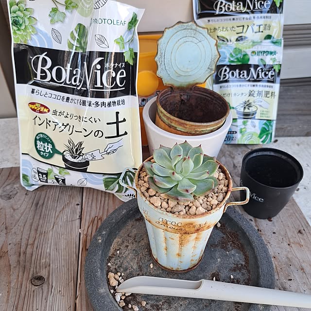 My Shelf,観葉植物のある暮らし,観葉植物,多肉植物,植物のある暮らし,虫対策,BotaNice,モニター投稿,お付き合いありがとうございます！,３枚投稿,建売,ベランダ,グリーンのある暮らし,プロトリーフ,インドアグリーンの土,チワワエンシス,植え替え Jijiの部屋