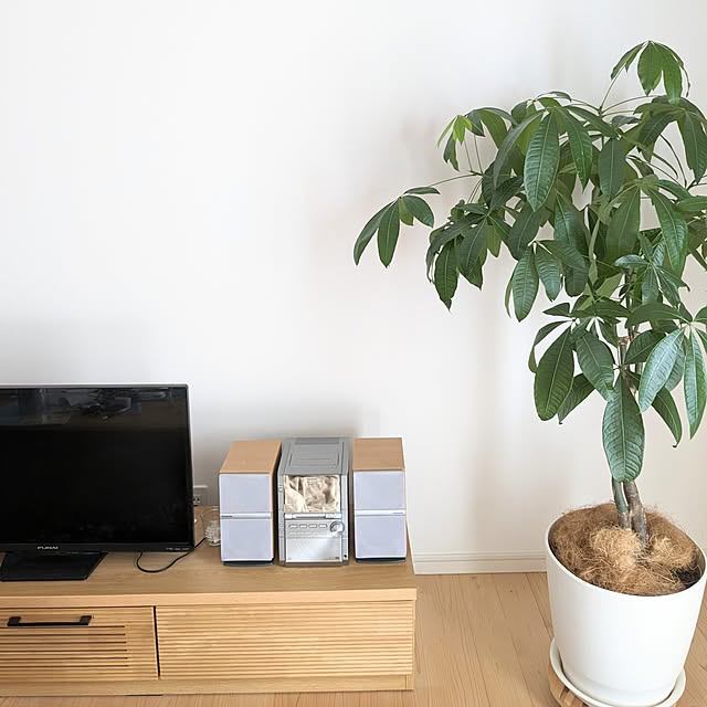 新生活,On Walls,観葉植物,レトロ,古いもの,パキラ,テレビ台 PEROの部屋
