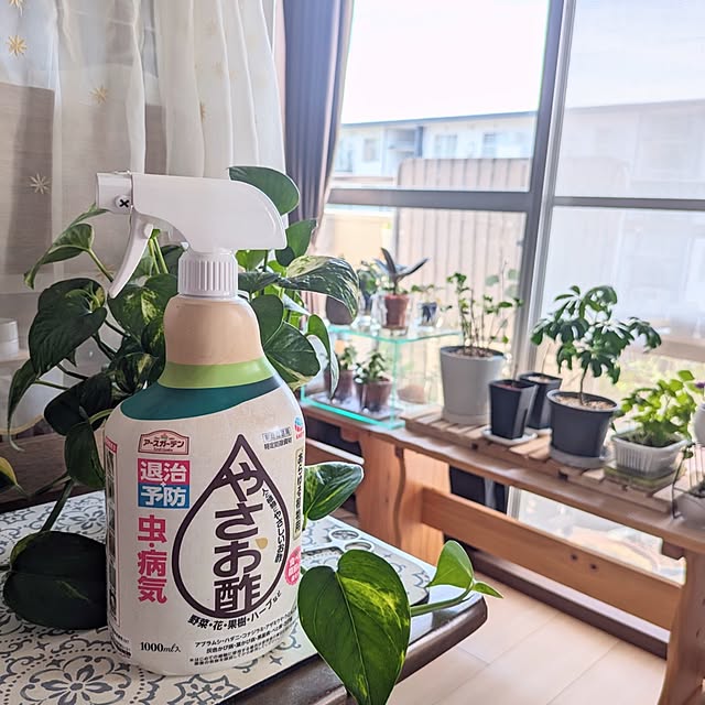 観葉植物,窓,ガーデニング,リビング,ディスプレイ,マンション,2LDK,ポトス,キウイ,ガシュマル,マンション暮らし,シュフレラ,害虫対策,ハダニ,暮らしのひとコマ,アースガーデン,新生活応援ガイド2026,やさお酢,Entrance mi-saの部屋