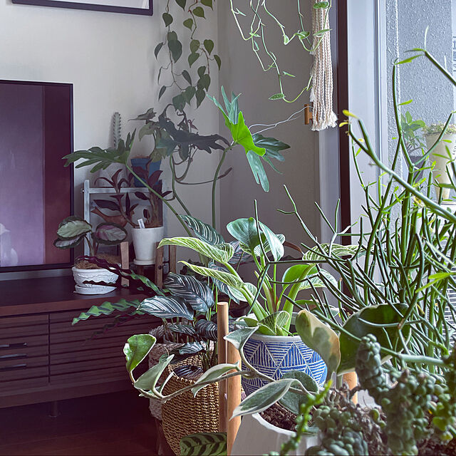 今朝の1枚,セローム,カラテア,休日の過ごし方,好きな時間,観葉植物,イベント参加,古いものが好き,好きなものに囲まれて暮らす,ミルクブッシュ,グリーンのある暮らし,My Desk miyamiyaの部屋