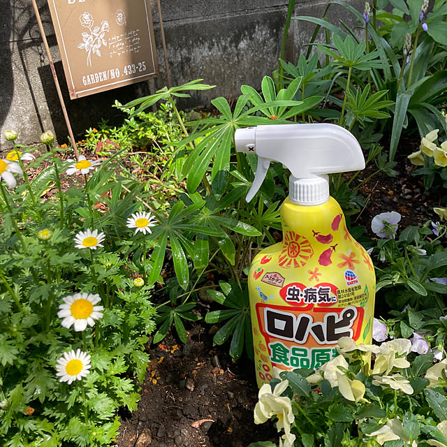 Entrance,花,庭,ガーデニング,春,花のある暮らし,春の庭,モニター商品,害虫対策,モニター投稿,モニター参加中,アースガーデン,新生活応援ガイド2026 mamaの部屋