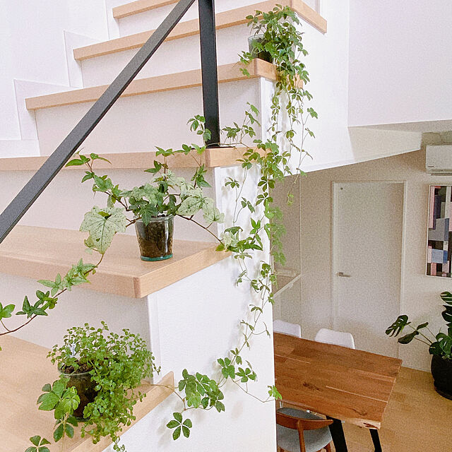 Lounge,ヘデラ,セリア,階段,観葉植物,植物のある暮らし,シュガーバイン ron-anの部屋