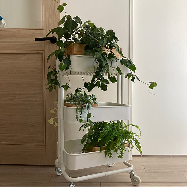シダ植物,ディスキディアエメラルド,グレープアイビー,IKEAワゴン,IKEA,イケアRÅSKOG/ロースコグ10周年,北欧好き,観葉植物,Entrance ms710の部屋