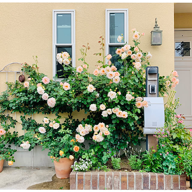 Bathroom,花のある暮らし,ガーデニング,バラ,花壇,つるバラ mogの部屋