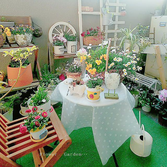 Entrance,見てくれてありがとうございます♡,おはようございます☺︎,ベランダガーデン,お花のある暮らし,出会いに感謝です♡,セリア,テーブルクロス,コメントスルーで大丈夫です♡,セリア購入品,花かんざし,ノースポール,ビオラ,ハンドメイド,鉢リメイク,さびさびジョウロ,かご,バスケットかご,ラダーＤIY,プランターDIY,雑貨,デージー,寄せ植え,おうちカフェ umiumiの部屋