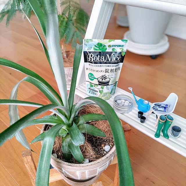 Lounge,観葉植物,多肉植物,クワズイモ,植木鉢,セローム,いつもいいねやコメありがとうございます♡,植物のある暮らし,虫対策,フォロワーの皆様に感謝♡,モニターお付き合いありがとうございます♡,BotaNice,ポトスグローバルグリーン,モニター投稿につきコメントお気遣いなく♡ Haの部屋