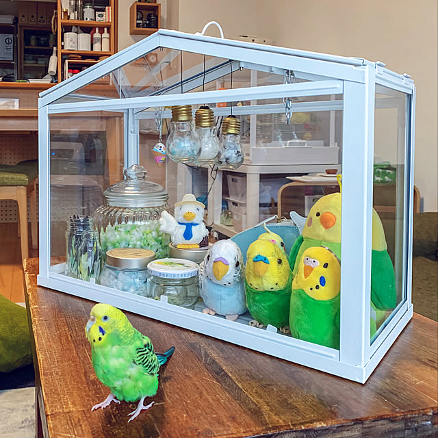 SOCKER,温室,IKEA,ぬいぐるみ収納,インコ,インコと暮らす家,Lounge shirokinaの部屋