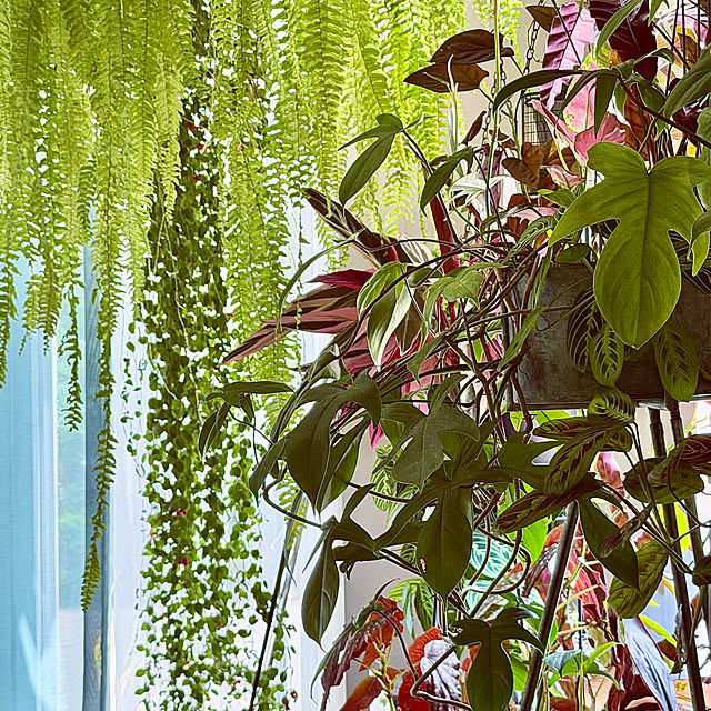 Lounge,暮らしのひとコマ,植物のある暮らし,わが家の夏のキロク,観葉植物,観葉植物のある暮らし,グリーン,夏 DAYONEの部屋