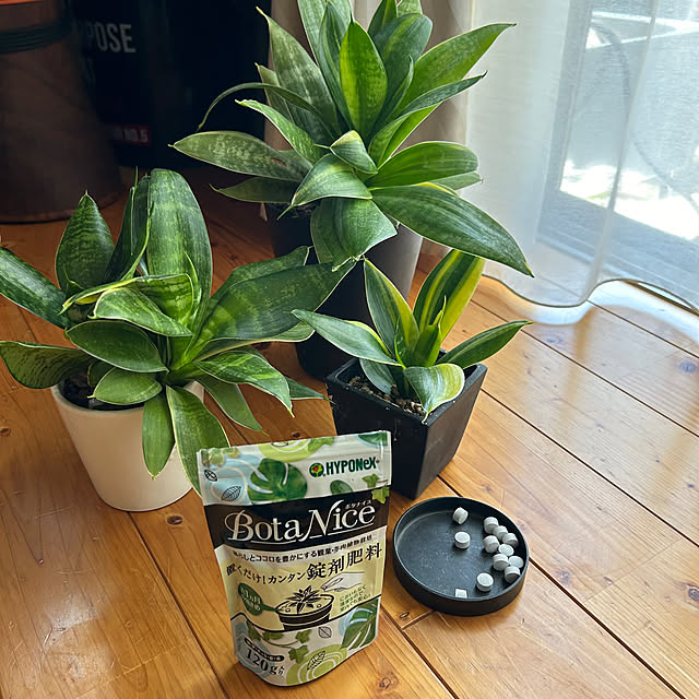 Lounge,錠剤肥料,肥料,サンスベリア,観葉植物,窓際,多肉植物,植物のある暮らし,虫対策,BotaNice,植木鉢 skhrの部屋