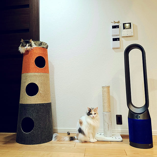 Lounge,猫と暮らす,ねこのいる暮らし,ねこ,キャットハウス,ノルウェージャンフォレストキャット,ねこと暮らす,CAINZキャットタワー,ダイソン扇風機 akiko6193の部屋