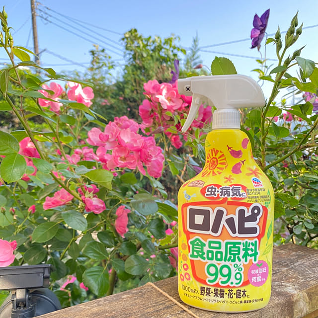 Entrance,多肉植物のある暮らし,バラ,花のある暮らし,アンジェラ,2025.5.27,ガーデニング,いつもありがとうございます,植物のある暮らし,フォローありがとうございます,害虫対策,アースガーデン,NOGREEN NOLIFE mintteaの部屋