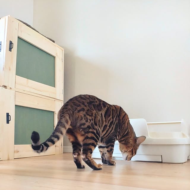 Lounge,インテリア,猫トイレ,ねこのいる日常,ねこと暮らす,ニャンとも,暮らしのハンドブック2023 KN-necoの部屋