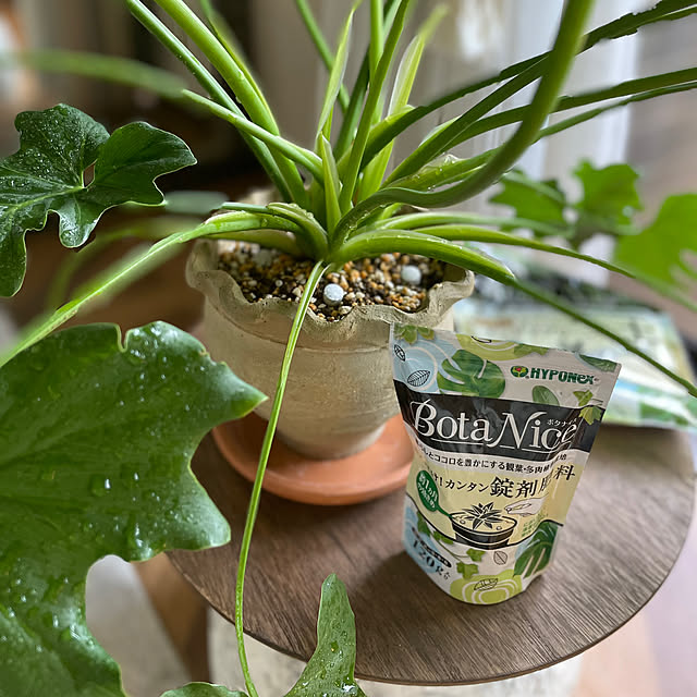 Lounge,セローム,観葉植物,多肉植物,植物のある暮らし,虫対策,BotaNice momo_sanの部屋
