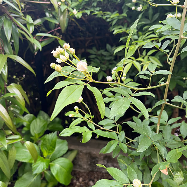 Entrance,バラのある庭,バラのある暮らし,バラ大好き♡,モッコウバラ白,ガーデニング,植物が好き,アースガーデン,病害虫対策 rokokoの部屋