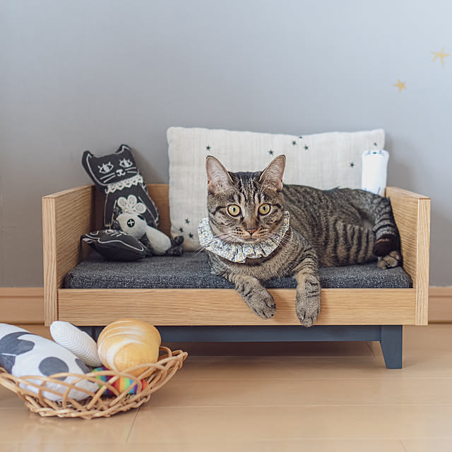 Overview,保護猫との暮らし,ありがとうございます♡,入賞賞品,猫用フードボウル,猫用ベッド,andcat_jさんの,フォトコンテスト入賞,暮らしを楽しむ,丁寧な暮らし,simple life,おうち時間,日々の暮らし,猫のいる暮らし,insta→kayokoolive,猫とインテリア oliveの部屋