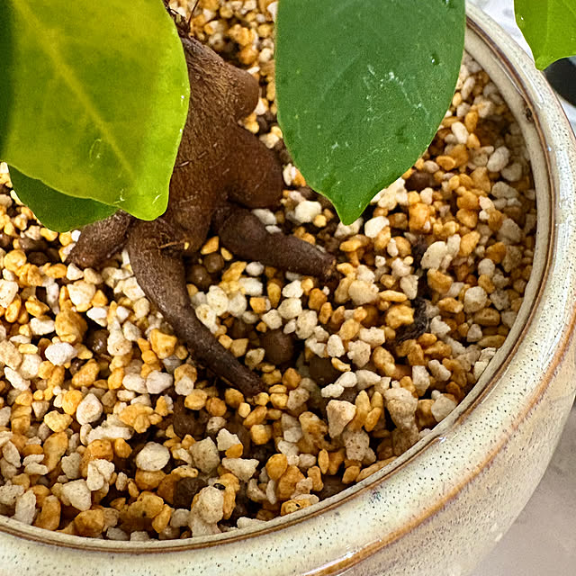My Desk,水遣りサイン,観葉植物のある暮らし,ガジュマルの木,観葉植物,多肉植物,植物のある暮らし,虫対策,BotaNice CoffeeHouseの部屋