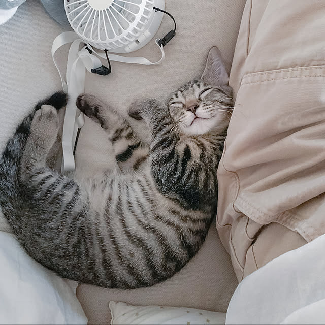 IG→kayokoolive です♡,保護猫 小町,猫,保護猫,暮らしを楽しむ,おうち時間,日々の暮らし,猫のいる暮らし,slow life,simple life,Lounge oliveの部屋