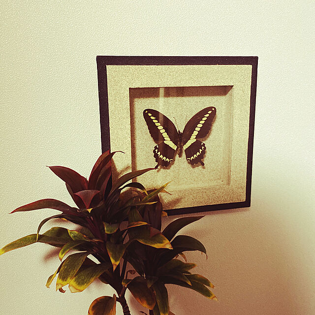 蝶々,標本,アートギャラリー,植物のある暮らし,On Walls uninekoの部屋