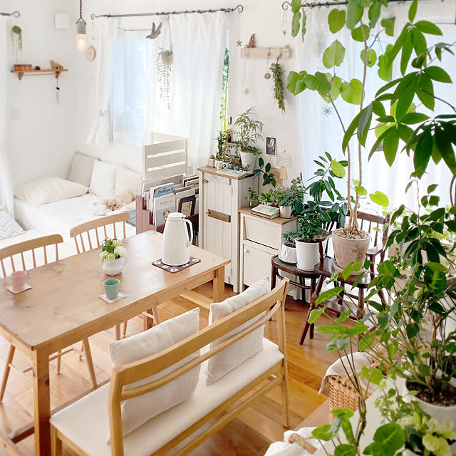 リビング,ダイニングテーブル,好きな風景,花のある暮らし,ダイニング,観葉植物,すっきり暮らしたい,春の花,ガーデニング,ナチュラル,みどりのある暮らし,グリーンのある暮らし,北欧,キッチンカウンター,ナチュラルインテリア,インドアグリーン,アンティーク,カーテン,いぬと暮らす,Overview azuの部屋