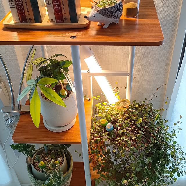 Lounge,観葉植物のある暮らし,２枚投稿です♡,いいね、フォロー本当に感謝です♡,中古マンションリノベーション,好きなものに囲まれて暮らす,のんびりマイペース,良いね！押し逃げゴメンなさい|д꒪ͧ)…,素敵なご縁に感謝☆彡,ご覧頂きありがとうございます♡,観葉植物初心者,コンパクトな間取り marosukeの部屋