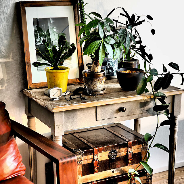 岩倉榮利,観葉植物,森山大道,ノットアンティークス,一人暮らし,1K,My Desk SUZUQNETの部屋
