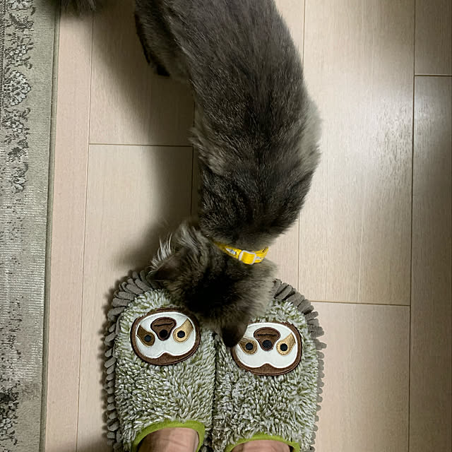 ナマケモノ,モップスリッパ,猫のいる暮らし,ねこのいる生活,Overview musamugiの部屋