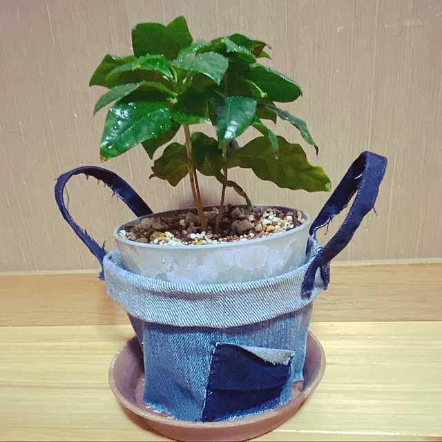コーヒーの木,鉢カバー手作り,デニムリメイク,デニム,リメイク,賃貸でも楽しく♪,西海岸風,カリフォルニアスタイルに憧れる,3LDK賃貸,青が好き,観葉植物のある暮らし,リビングの一角,ハンドメイド,手作り,Lounge reahの部屋