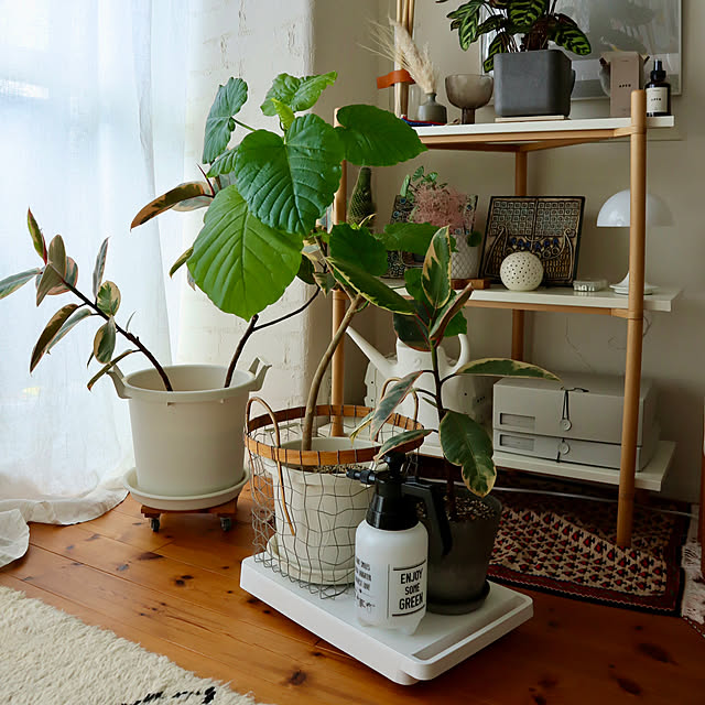 Bedroom,観葉植物,ウンベラータ,観葉植物のある暮らし,平台車,グリーンのある暮らし,マンション暮らし,北欧xDIY,DIY,漆喰壁DIY Hisayoの部屋