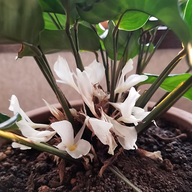 Overview,花のある暮らし,ダイソーの観葉植物,木が好き,カラテアの花,ドウダンツツジ,イベント参加 midoriの部屋