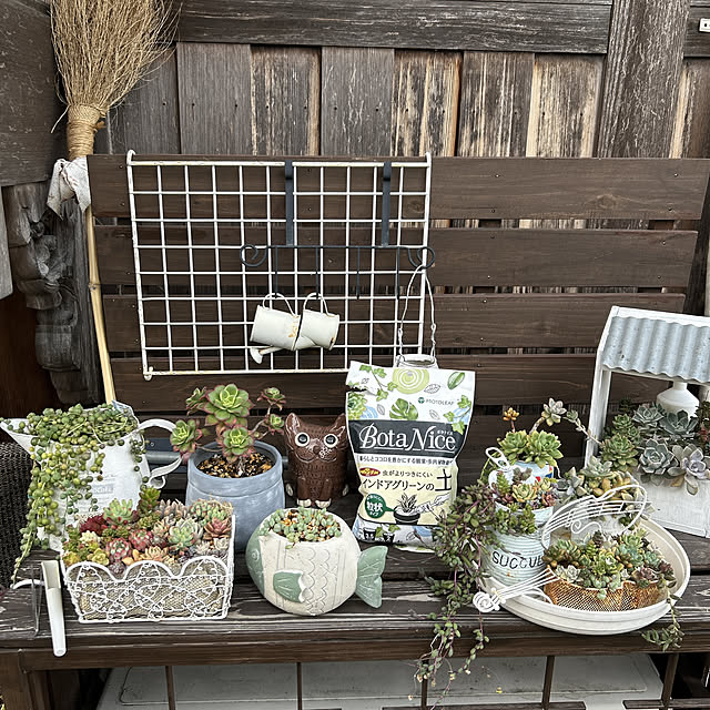 Entrance,多肉植物寄せ植え,観葉植物,多肉植物,花のある暮らし,植物のある暮らし,虫対策,BotaNice,多肉植物のある暮らし♡ Yuki1120の部屋