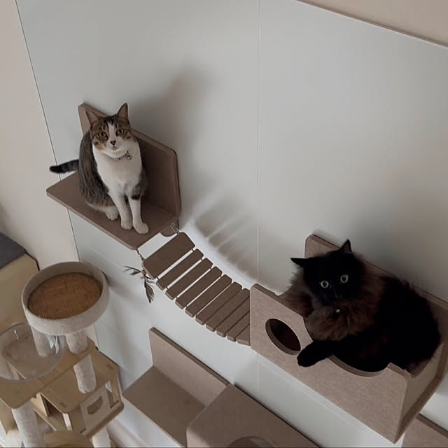 Overview,キャットウォーク,LIXIL,猫と暮らす,Living Deli,にゃんぺき kokkomachaの部屋