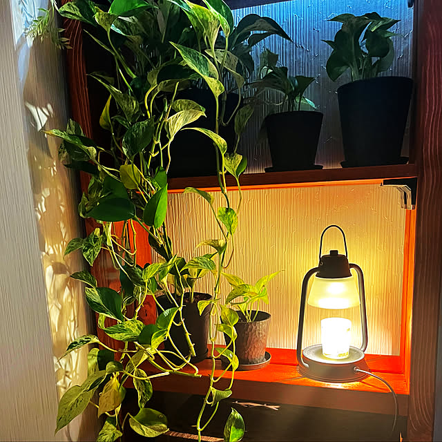 買ってよかったもの,観葉植物,DIY,Lounge KEIGOの部屋