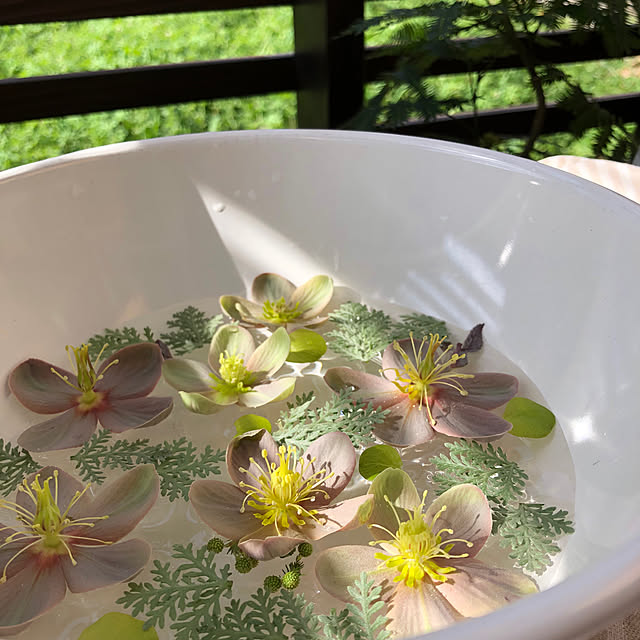 無印良品,ウッドデッキのある暮らし,ウッドデッキDIY,庭の花,リラックスタイム,癒し,野田琺瑯,ボウル,おうち時間,フローティングフラワー,くつろぎ時間,カラーリーフクリスマスローズ,ガーデニング,ガーデニングが好き,おうち時間を楽しむ,植物のある暮らし,Greenラブの会,My Desk,シルバーレース,庭の草花,おうちで楽しむ kyoko1124koの部屋